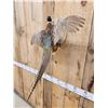Image 5 : Ringneck Pheasant In Flight Bird Taxidermy