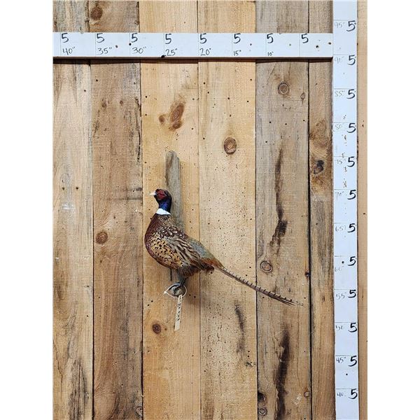 Ringneck Pheasant Full Body Bird Taxidermy
