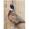 Image 2 : Ringneck Pheasant Full Body Bird Taxidermy