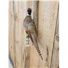 Image 3 : Ringneck Pheasant Full Body Bird Taxidermy