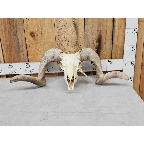 Big Domestic Ram Sheep Skull Taxidermy
