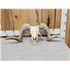 Image 1 : Big Domestic Ram Sheep Skull Taxidermy