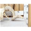 Image 2 : Big Domestic Ram Sheep Skull Taxidermy