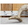 Image 3 : Big Domestic Ram Sheep Skull Taxidermy