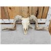 Image 4 : Big Domestic Ram Sheep Skull Taxidermy