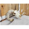 Image 6 : Big Domestic Ram Sheep Skull Taxidermy