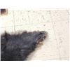 Image 2 : Black Bear Tanned Fur Taxidermy