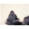 Image 3 : Black Bear Tanned Fur Taxidermy