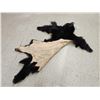 Image 5 : Black Bear Tanned Fur Taxidermy