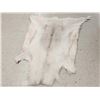 Image 1 : Caribou Soft Tanned Skin Taxidermy