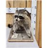 Image 1 : Racoon Full Body Taxidermy Mount