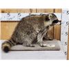 Image 2 : Racoon Full Body Taxidermy Mount