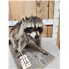 Image 3 : Racoon Full Body Taxidermy Mount