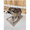 Image 4 : Racoon Full Body Taxidermy Mount
