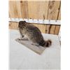 Image 5 : Racoon Full Body Taxidermy Mount