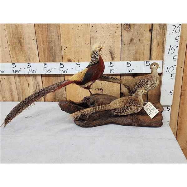 Trio Of Golden Pheasants Taxidermy