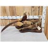 Image 1 : Trio Of Golden Pheasants Taxidermy