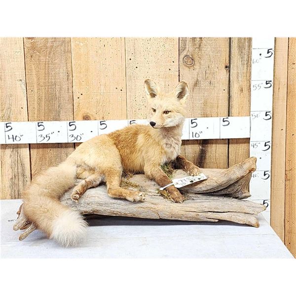 Red Fox Full Body Taxidermy Mount