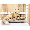 Image 1 : Red Fox Full Body Taxidermy Mount