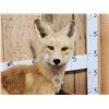 Image 2 : Red Fox Full Body Taxidermy Mount