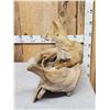 Image 3 : Red Fox Full Body Taxidermy Mount