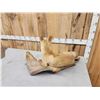 Image 4 : Red Fox Full Body Taxidermy Mount