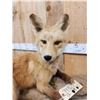 Image 5 : Red Fox Full Body Taxidermy Mount