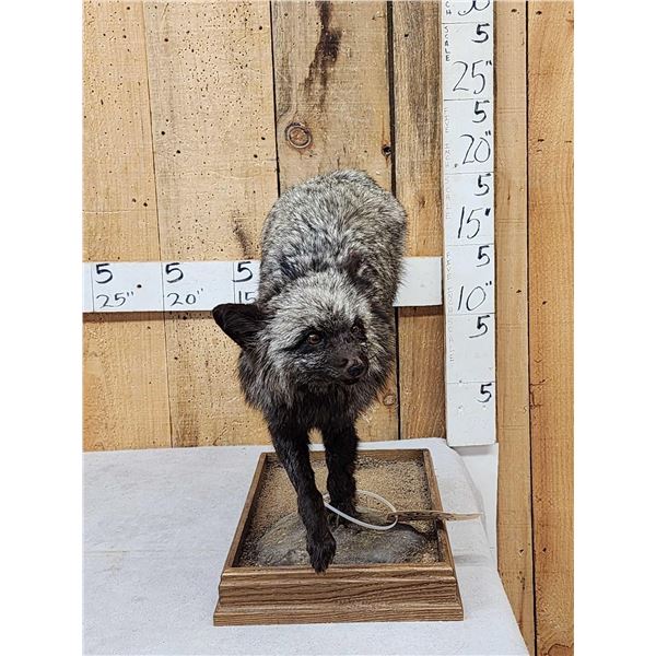 Silver Fox Full Body Taxidermy Mount