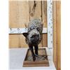 Image 1 : Silver Fox Full Body Taxidermy Mount