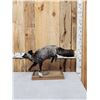 Image 2 : Silver Fox Full Body Taxidermy Mount