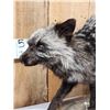 Image 3 : Silver Fox Full Body Taxidermy Mount
