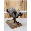 Image 4 : Silver Fox Full Body Taxidermy Mount