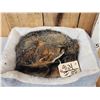 Image 2 : Grey Fox Redy To Take A Nap Full Body Taxidermy Mount