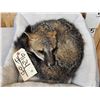 Image 4 : Grey Fox Redy To Take A Nap Full Body Taxidermy Mount