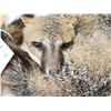 Image 5 : Grey Fox Redy To Take A Nap Full Body Taxidermy Mount