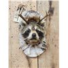 Image 2 : Voodoo Coon Shoulder Mount Taxidermy