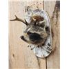 Image 4 : Voodoo Coon Shoulder Mount Taxidermy
