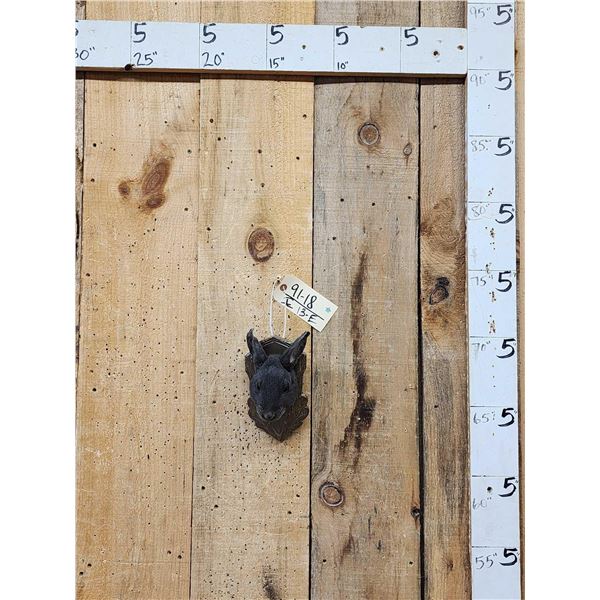 Mini Rex Rabbit Taxidermy Mount