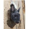 Image 2 : Mini Rex Rabbit Taxidermy Mount