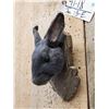Image 3 : Mini Rex Rabbit Taxidermy Mount