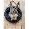 Image 2 : Bunny Rabbit Taxidermy Mount