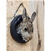 Image 3 : Bunny Rabbit Taxidermy Mount