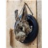 Image 4 : Bunny Rabbit Taxidermy Mount