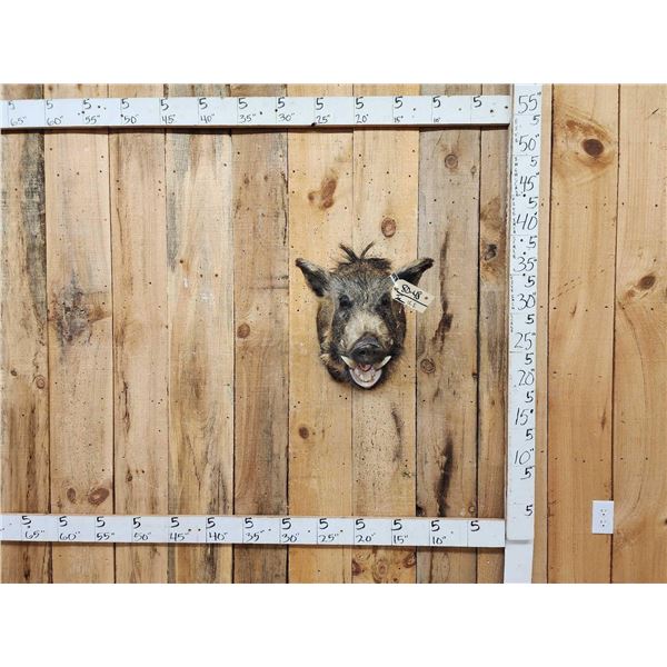Wild Boar Hog Shoulder Mount Taxidermy