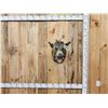Image 1 : Wild Boar Hog Shoulder Mount Taxidermy