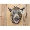 Image 2 : Wild Boar Hog Shoulder Mount Taxidermy