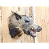 Image 3 : Wild Boar Hog Shoulder Mount Taxidermy
