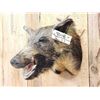 Image 4 : Wild Boar Hog Shoulder Mount Taxidermy