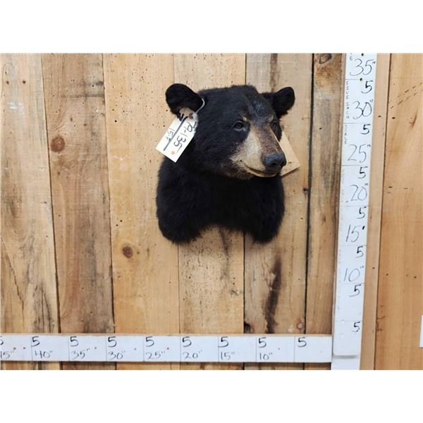 Black Bear Shoulder Mount Taxidermy
