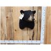Image 1 : Black Bear Shoulder Mount Taxidermy